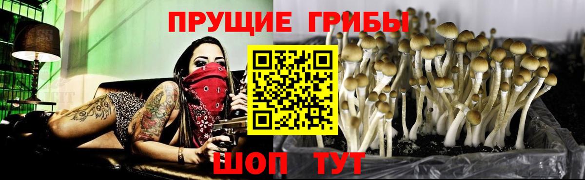 купить наркоту  Вход с VPN  Новоалександровск  Псилоцибиновые грибы GOLDEN TEACHER  Галлюциногенные грибы Psilocybine cubensis 